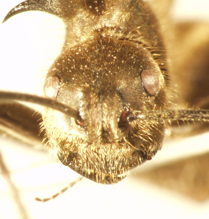 Polyrhachis ypsilon Emery,1887 frontal