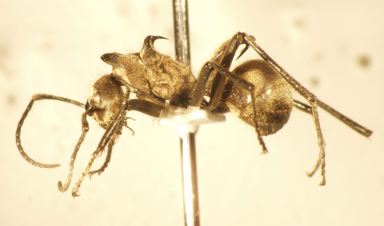 Polyrhachis ypsilon Emery,1887 lateral