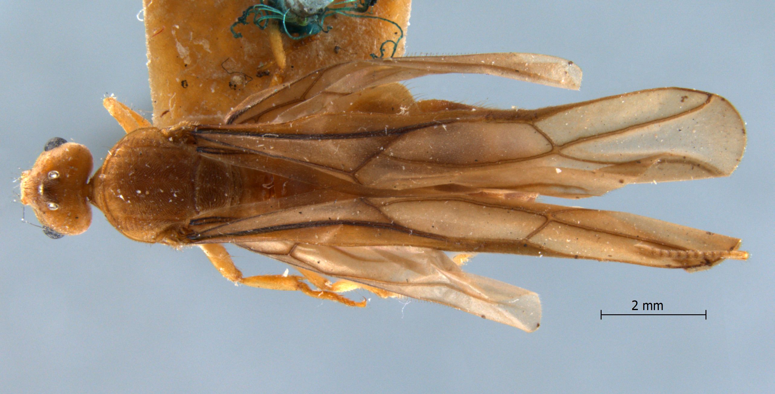 Pseudolasius familiaris Smith, 1860 dorsal