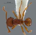 Acanthomyrmex careoscrobis Moffett, 1986 dorsal