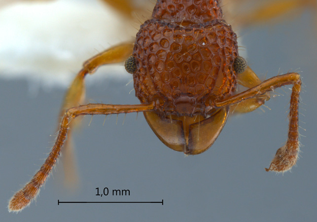 Acanthomyrmex careoscrobis Moffett, 1986 frontal