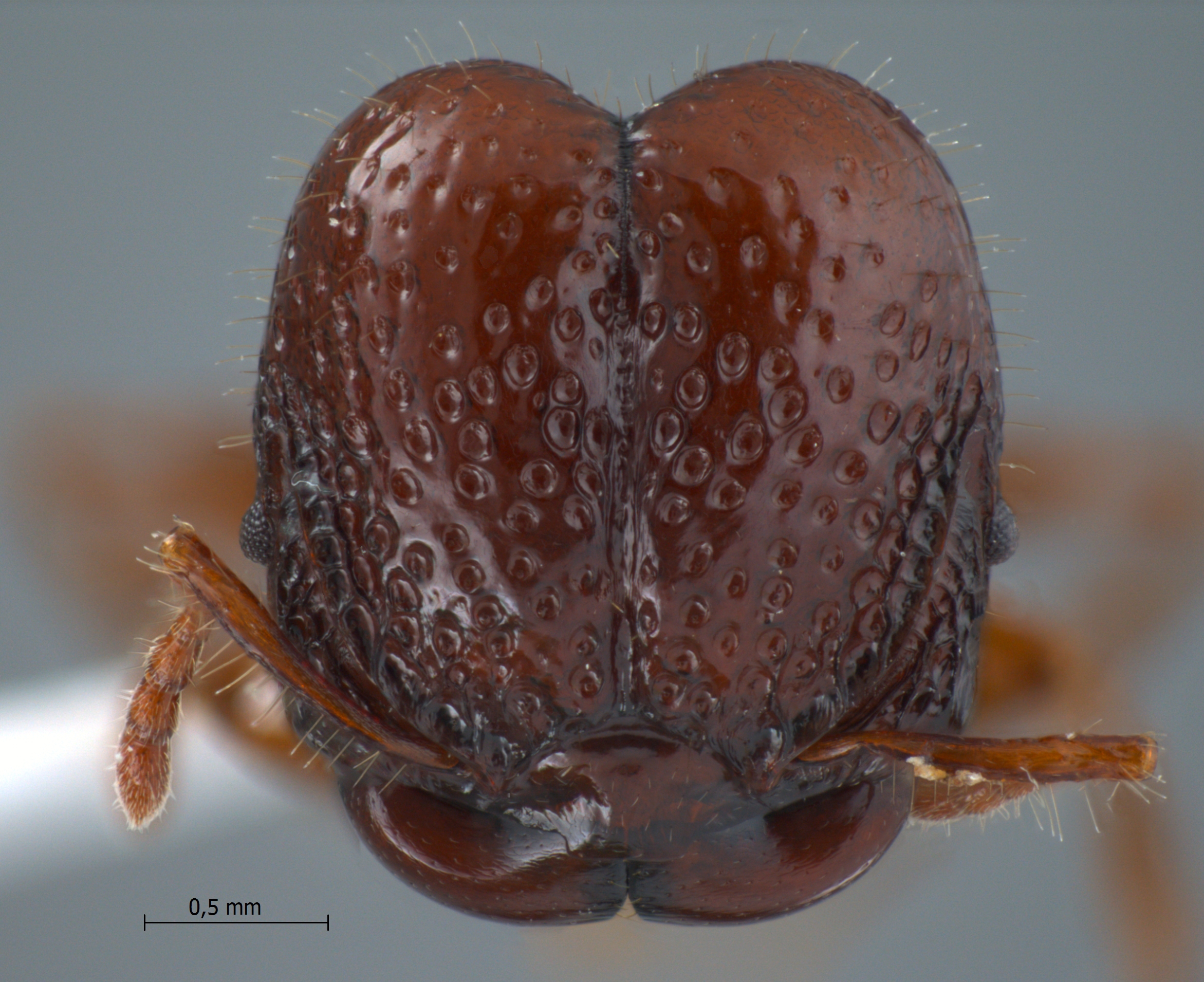 Acanthomyrmex dusun Wheeler, 1919 frontal