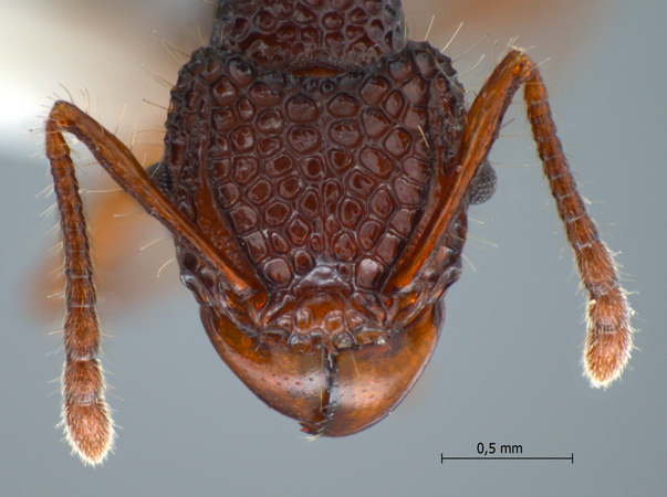 Acanthomyrmex dusun Wheeler, 1919 frontal