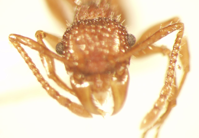 Acanthomyrmex ferox Emery,1893 frontal