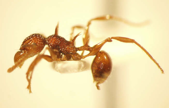 Acanthomyrmex ferox Emery,1893 lateral