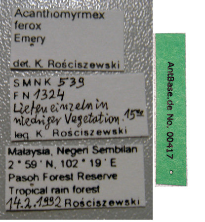 Acanthomyrmex ferox major Emery, 1893 Label