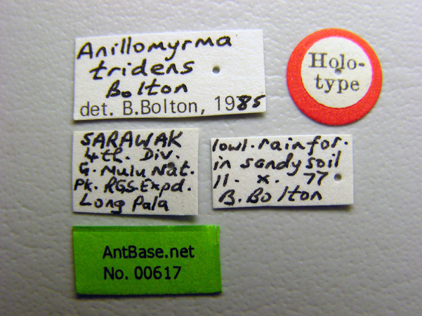 Anillomyrma tridens Bolton, 1987 Label