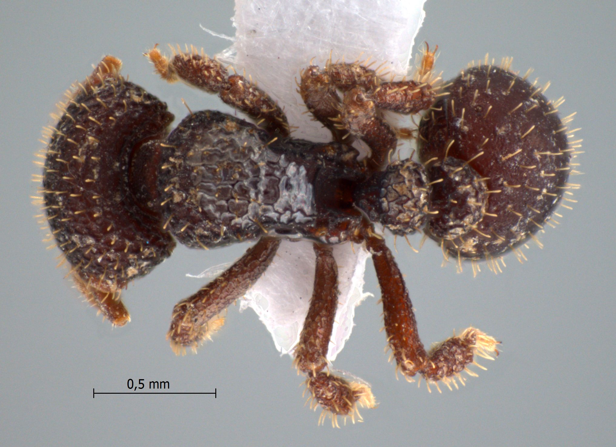 Calyptomyrmex sp.1 dorsal