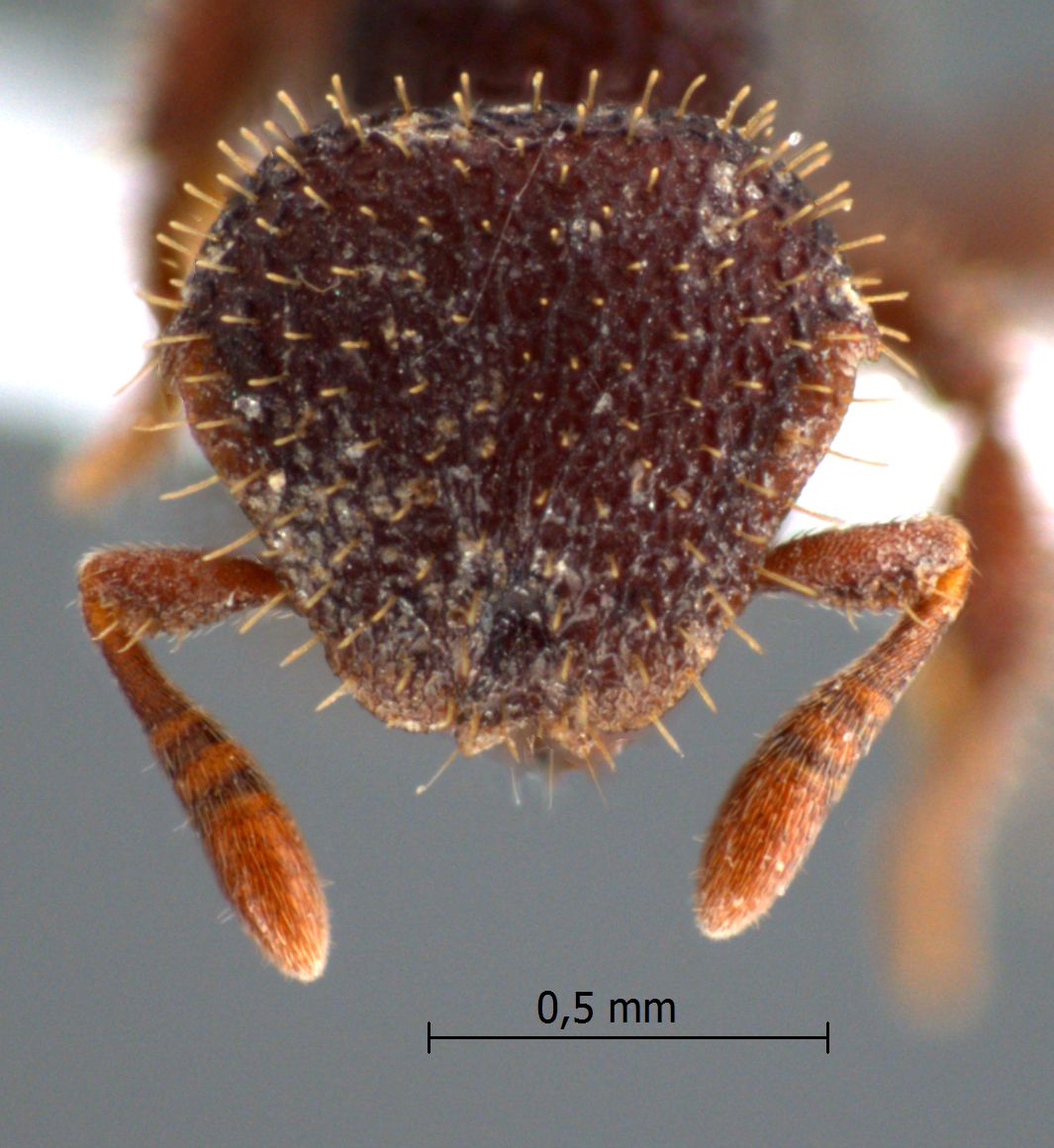 Calyptomyrmex sp.1 frontal