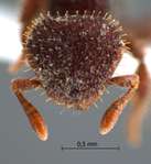 Calyptomyrmex sp.1 frontal