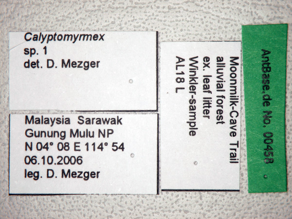 Calyptomyrmex sp.1 Label