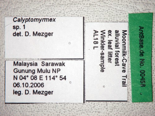 Calyptomyrmex sp.1 Label