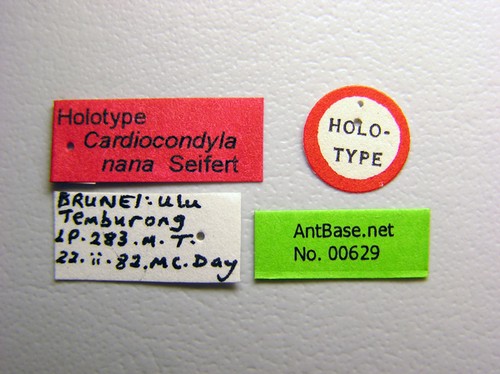 Cardiocondyla nana Seifert, 2003 Label