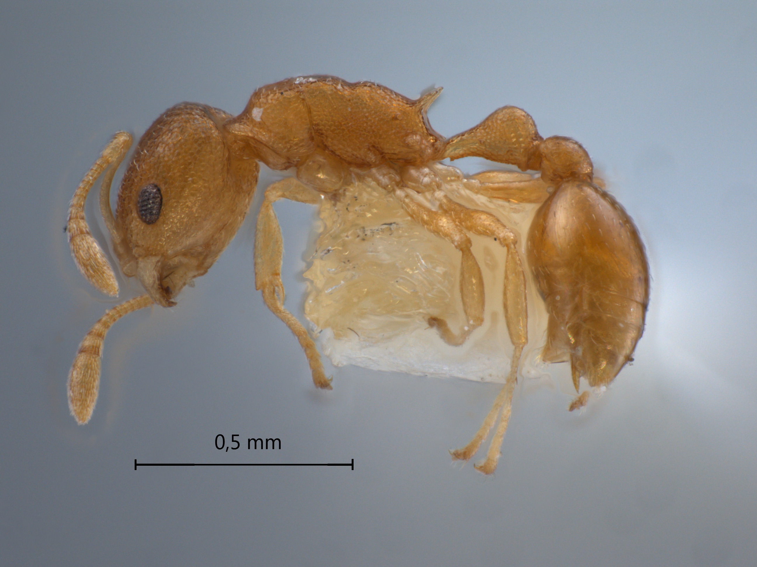 Cardiocondyla nana Seifert, 2003 lateral