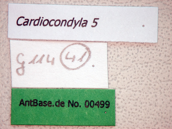 Cardiocondyla 5 Label