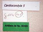 Cardiocondyla 5 Label