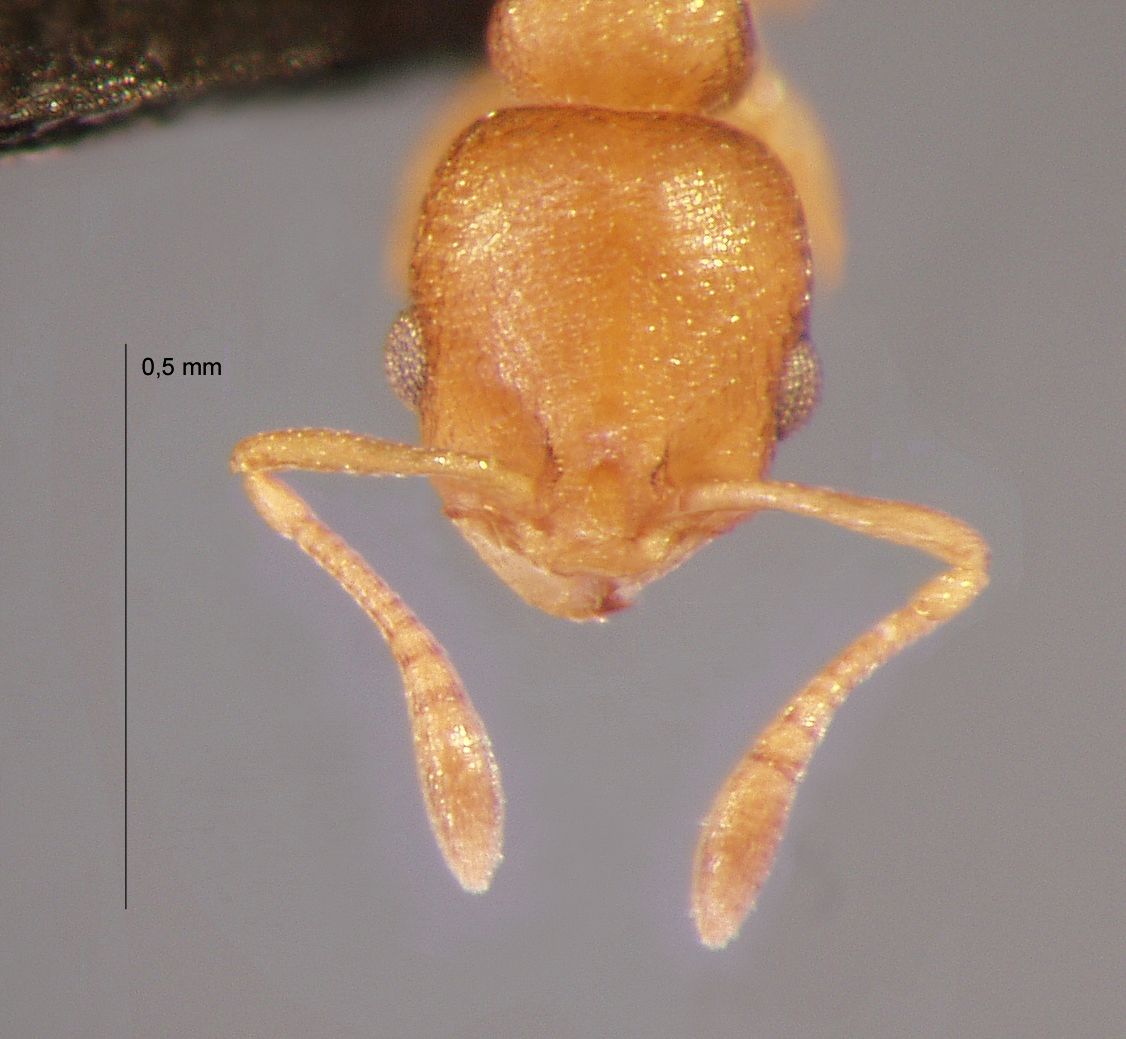 Cardiocondyla wroughtonii Forel, 1890 frontal