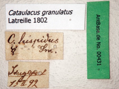 Cataulacus granulatus Latreille, 1802 Label