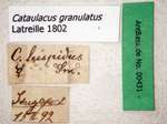 Cataulacus granulatus Latreille, 1802 Label