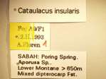 Cataulacus horridus Smith, 1857 Label