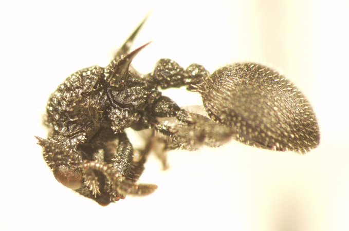 Cataulacus horridus Smith, 1857 lateral