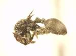 Cataulacus horridus Smith, 1857 lateral