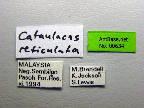 Cataulacus reticulatus Smith, 1857 Label