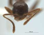 Crematogaster coriaria Mayr, 1872 frontal