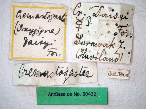 Crematogaster daisyi Forel, 1901 Label