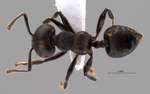 Crematogaster difformis Smith, 1857 dorsal