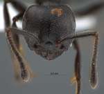 Crematogaster difformis Smith, 1857 frontal