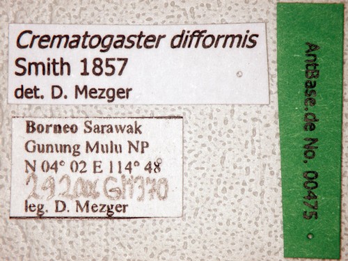 Crematogaster difformis Smith, 1857 Label