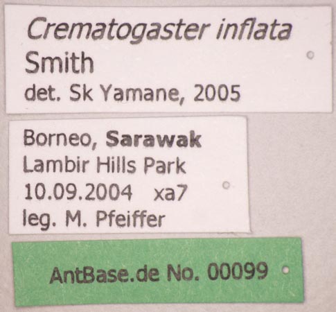 Crematogaster inflata Smith, 1857 Label