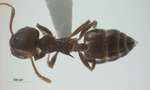 Crematogaster modiglianii Emery, 1900 dorsal