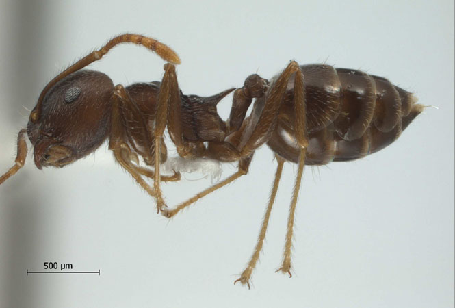 Crematogaster modiglianii Emery, 1900 lateral