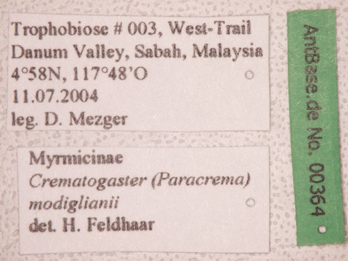 Crematogaster modiglianii Emery, 1900 Label