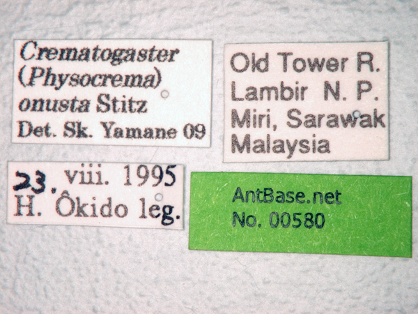 Crematogaster onusta Stitz, 1925 Label