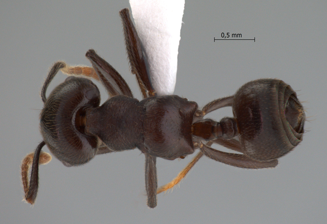 Crematogaster physothorax Emery, 1889 dorsal