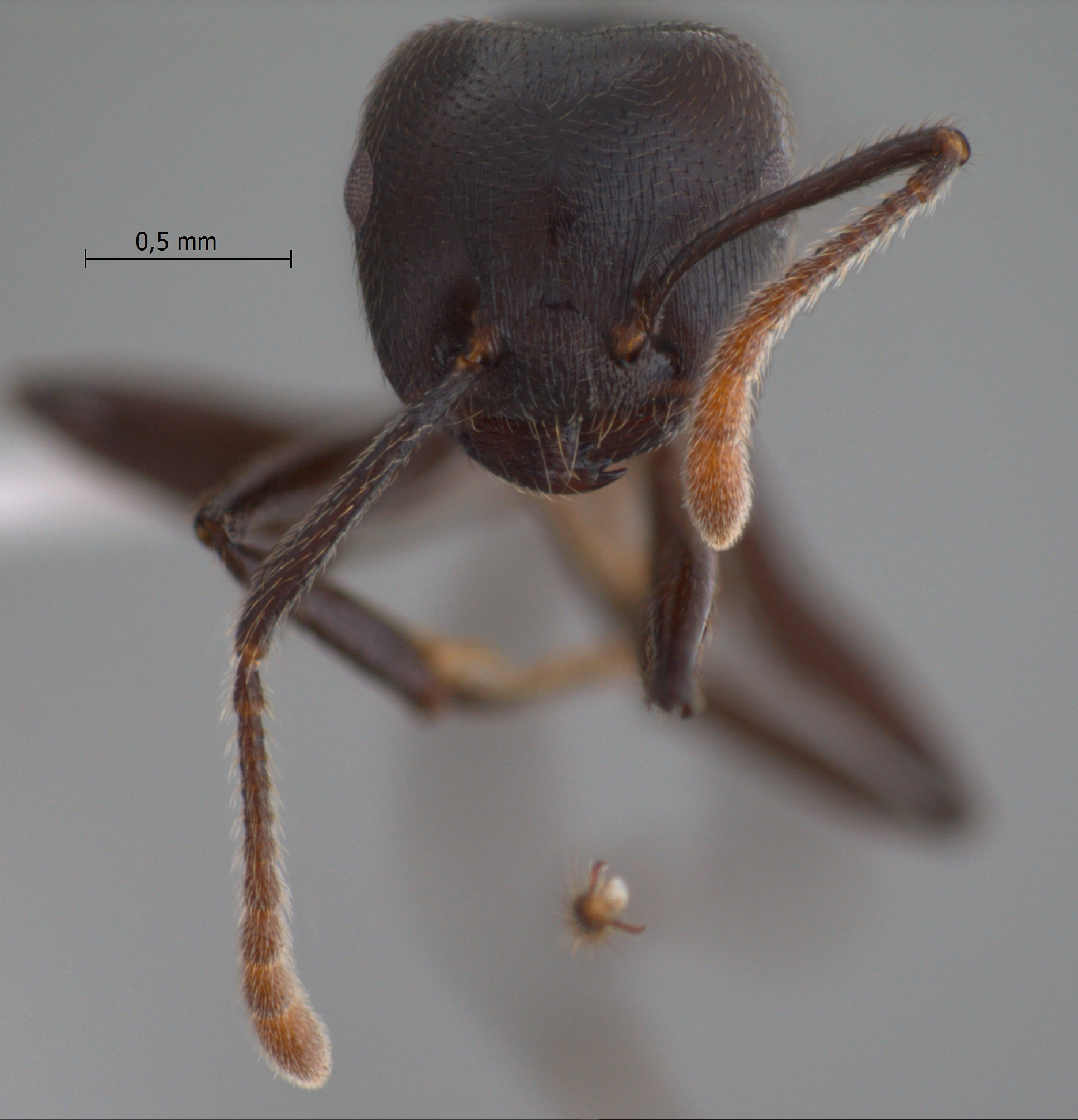 Crematogaster physothorax Emery, 1889 frontal