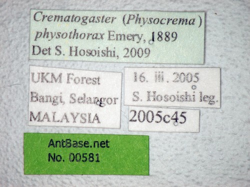 Crematogaster physothorax Emery, 1889 Label