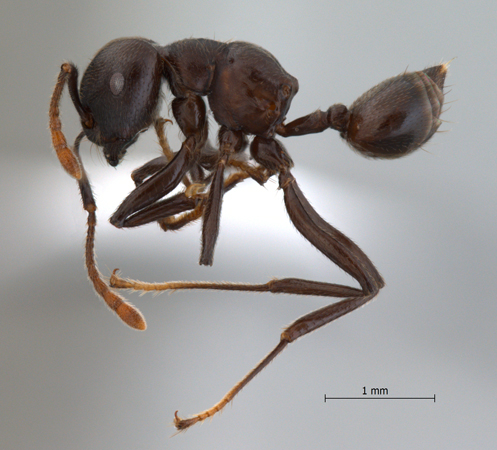 Crematogaster physothorax Emery, 1889 lateral