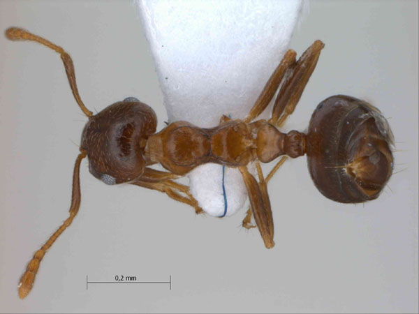 Crematogaster rogenhoferi Mayr, 1879 dorsal