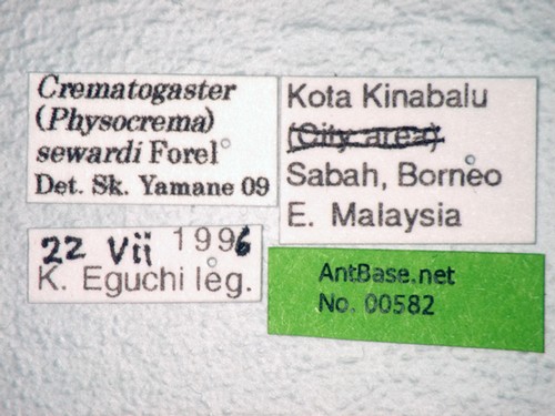 Crematogaster sewardi Forel Label