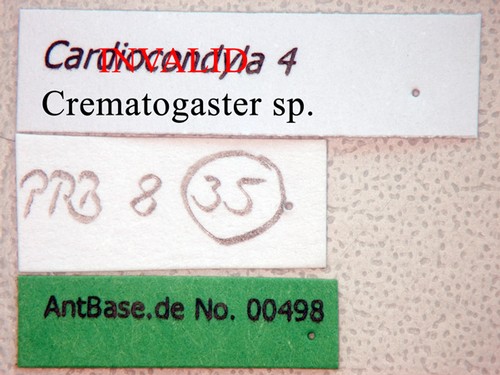 Crematogaster sp. Label