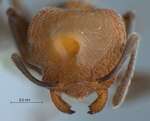 Crematogaster tanakai Hosoishi & Ogata, 2009 frontal