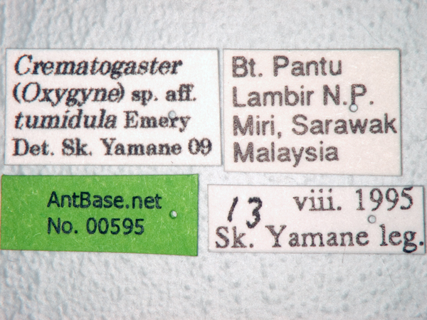 Crematogaster tumidula Emery, 1900 Label