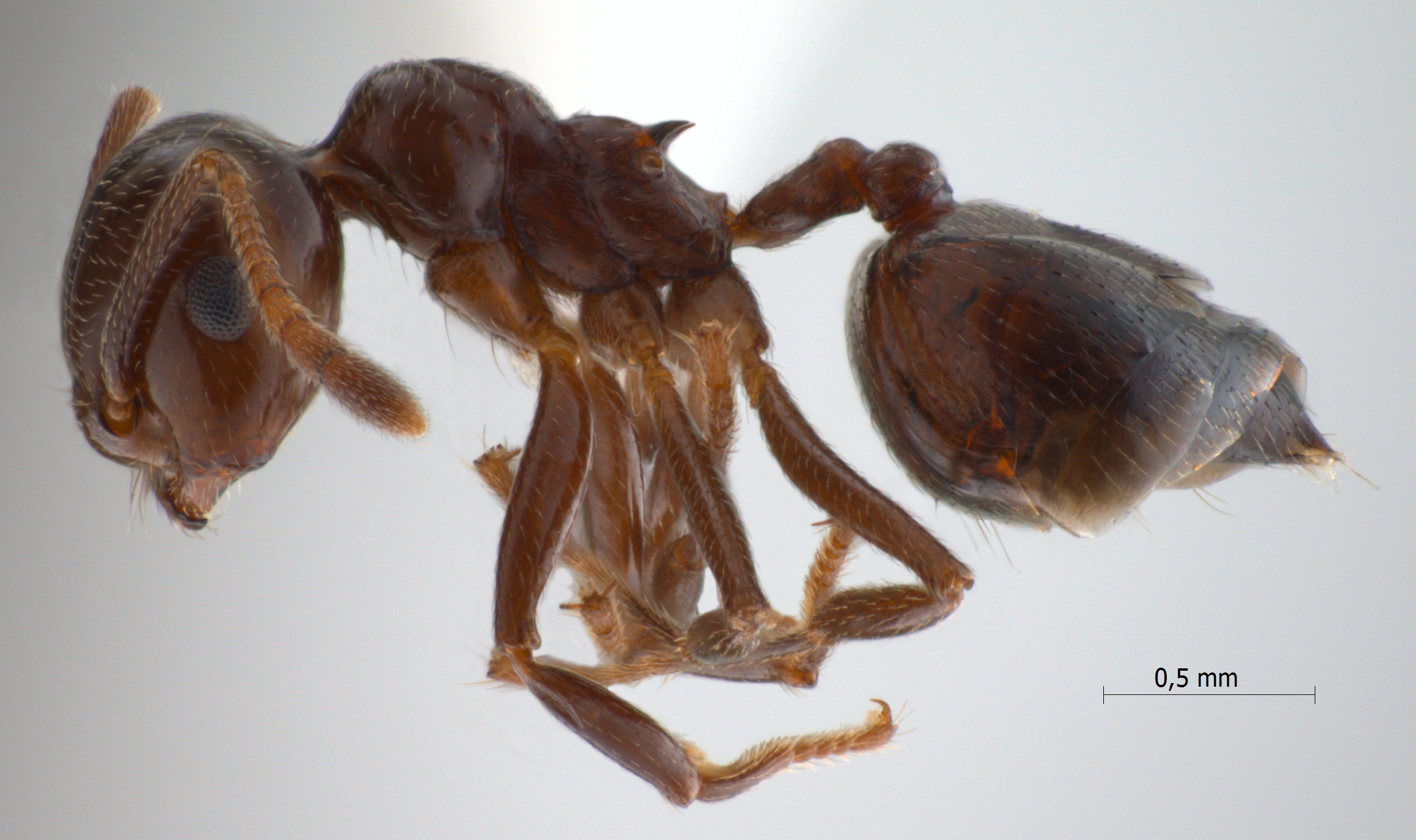 Crematogaster tumidula Emery, 1900 lateral