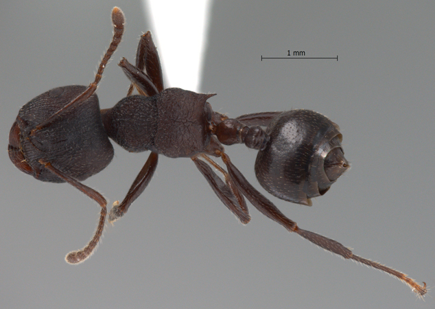 Crematogaster vacca Forel, 1911 dorsal