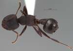 Crematogaster vacca Forel, 1911 dorsal