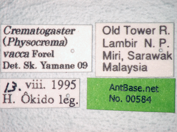 Crematogaster vacca Forel, 1911 Label